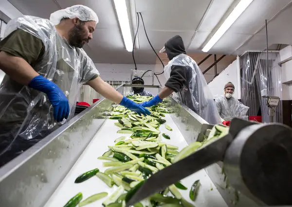 راه اندازی خط تولید ترشیجات و شوریجات